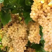 نهال های پر فروش و اقتصادی|خدمات باغبانی و درختکاری|مشهد, آیت الله کاشانی|دیوار