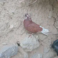 کبوترصید شده|پرنده|اردبیل, |دیوار