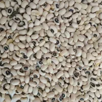 لوبیا چشم بلبلی  بصورت عمده|عمده‌فروشی|شوشتر, |دیوار