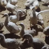 اردک تخم گذار و گوشتی6ماهه