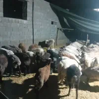 بره چاق|حیوانات مزرعه|حمیدیا, |دیوار