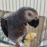 کاسکو