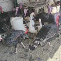 بوقلمون برنز محلی