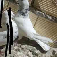 کبوتر کله دم سربی نر مست