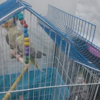 پرنده زینتی