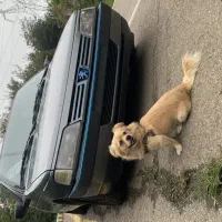 فروش دو قلاده سگ