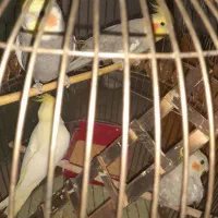 ۶تا عروس هلندی دوتاش حرف زن|پرنده|قم, زاویه|دیوار