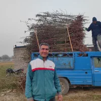 فروش انواع نهال اصلاح شده پیوندی|خدمات باغبانی و درختکاری|خسروشاه, |دیوار