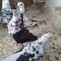 فروش دو جفت کفتر ذات درست|پرنده|مشهد, چهارچشمه|دیوار