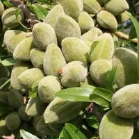 تولید نهال بادام اسکندر