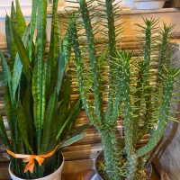 کاکتوس و سانسوریا|گل و گیاه طبیعی|علیآباد کتول, |دیوار