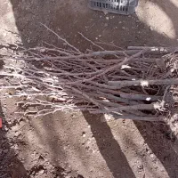 فروش نهال زرشک و عناب پاجوش|گل و گیاه طبیعی|بیرجند, |دیوار