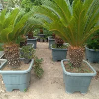 سیکاس|گل و گیاه طبیعی|رامسر, |دیوار