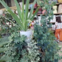 فروش تعدادی گل طبیعی