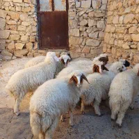 بره ، قوچ|حیوانات مزرعه|هندمینی, |دیوار