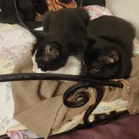 گربم گم شده