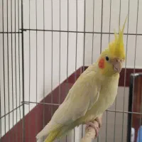 عروس هلندی ماده