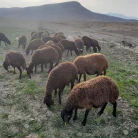 بره ماده|حیوانات مزرعه|بیرانوند, |دیوار