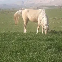 مادیان کرد