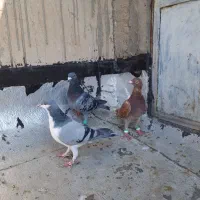 کبوترگرفتنی