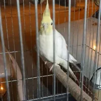 کبوتر رنگی و طوقی و عروس مینا|پرنده|ایلام, |دیوار