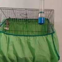 قناری سره|پرنده|خمینیشهر, |دیوار