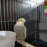فروش عروس هلندی ماده