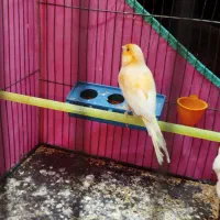 قناری نر مست مست مست