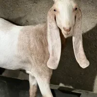 بره افشاری و کهره پاکستانی|حیوانات مزرعه|یزد, |دیوار