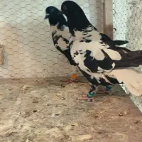 کبوتر|پرنده|مشهد, انصار|دیوار