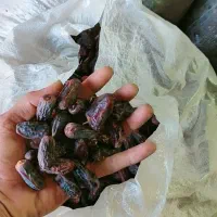 خرمای خشک سلنگ|حیوانات مزرعه|تخت, |دیوار