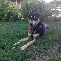 سگ هاسکی ژرمن|سگ|تربتحیدریه, پائین ولایت|دیوار