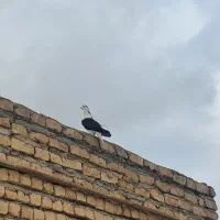 کفتر|پرنده|شیروان (خراسان), |دیوار