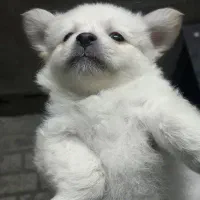 توله پامر سایز ریز خالص|سگ|مشهد, کوی المهدی|دیوار