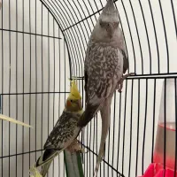 عروس هلندی|پرنده|مشهد, دانشجو|دیوار