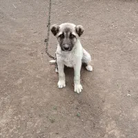 توله سگ سرابی ماده