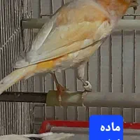 قناری نر مستخون  ماده اماده|پرنده|مشهد, هفده شهریور|دیوار