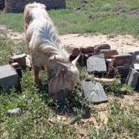 بزغاله نر فروشی