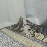 عروس هلندی خاکستری|پرنده|بردسیر, |دیوار