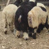 سلام بره و بیگ