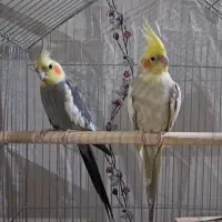 عروس هلندی نر و ماده|پرنده|قم, نیروگاه|دیوار
