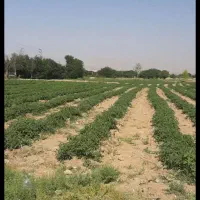 اجاره زمین کشاورزی