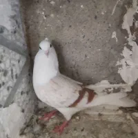 کفتر|پرنده|شیروان (لرستان), |دیوار