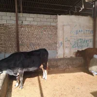 ۲ راس گاو ابستن|حیوانات مزرعه|گنبد کاووس, |دیوار