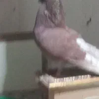 سرخ نرکاکول|پرنده|گرگان, |دیوار