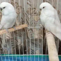 یک جفت مرغ آس برای جوجه کشی