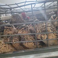 بلدرچین|حیوانات مزرعه|محمدشهر, محمدشهر|دیوار