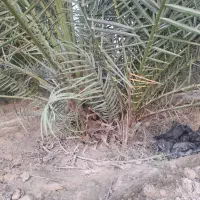 فروش پا جوش نخل|گل و گیاه طبیعی|بندر کنگان, |دیوار