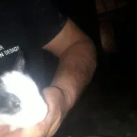 باسلام فروش خرگوش نازو کوچک اندازه کف دست|موش و خرگوش|مهریز, |دیوار