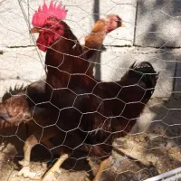 فروش‌مرغ‌وخروس‌وجوجه